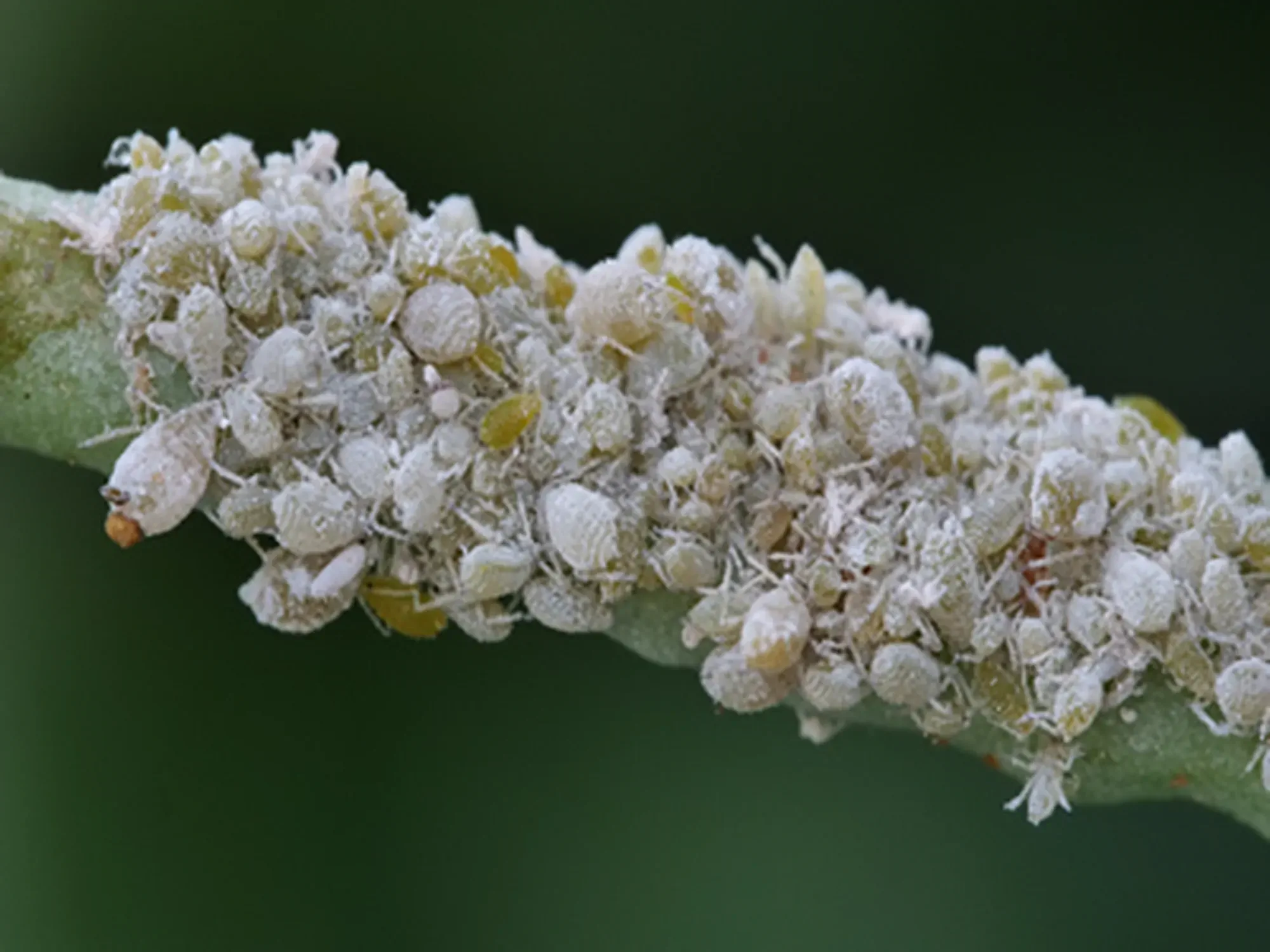 a colony of cabbage aphid on rape