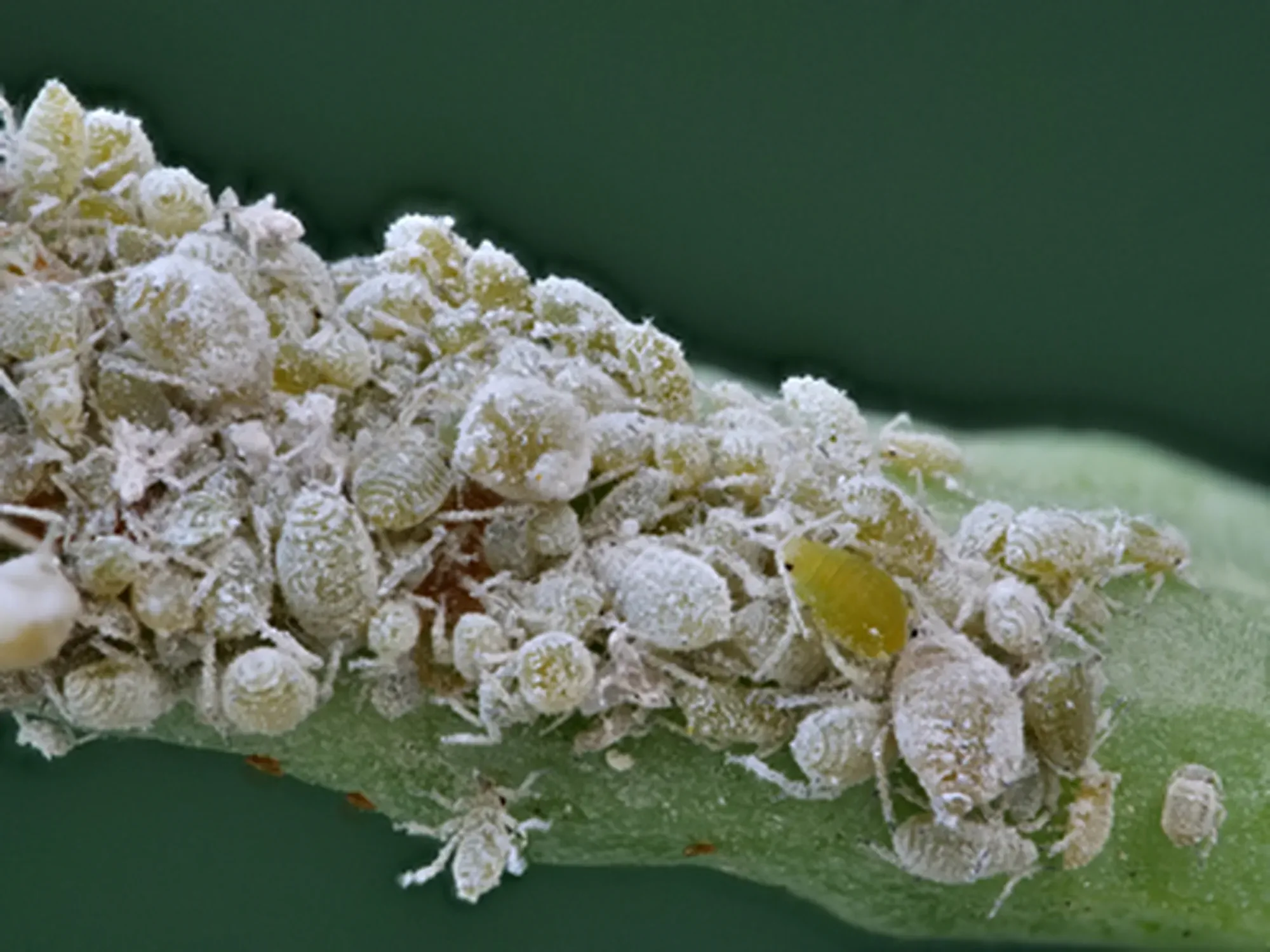 the garden pest greenfly, cabbage aphid Brevicoryne brassicae