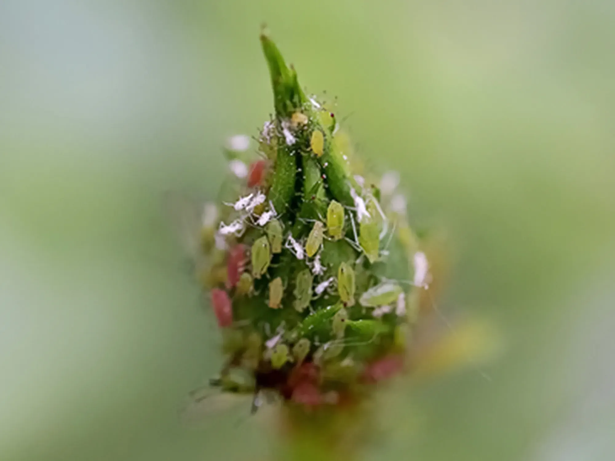 Green rose aphid (Macrosiphum rosae, Aphididae) on a green, unblown rose bud. Close-up. Macro. Soft focus effect, fake HDR style. Pests of roses.