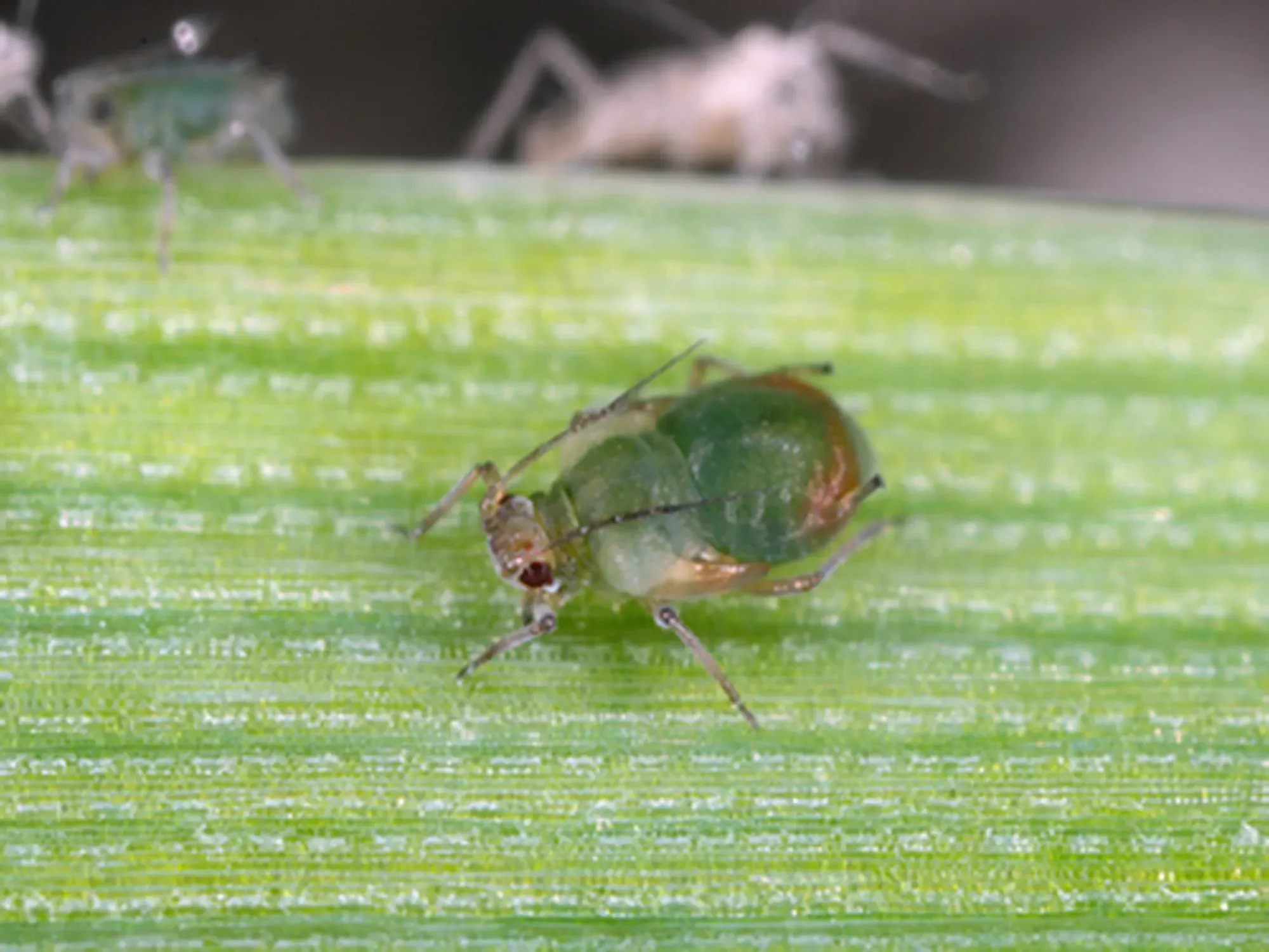 Colony of the Bird cherry-oat aphid (Rhopalosiphum padi) is an aphid in the superfamily Aphidoidea in the order Hemiptera pest of cereals.