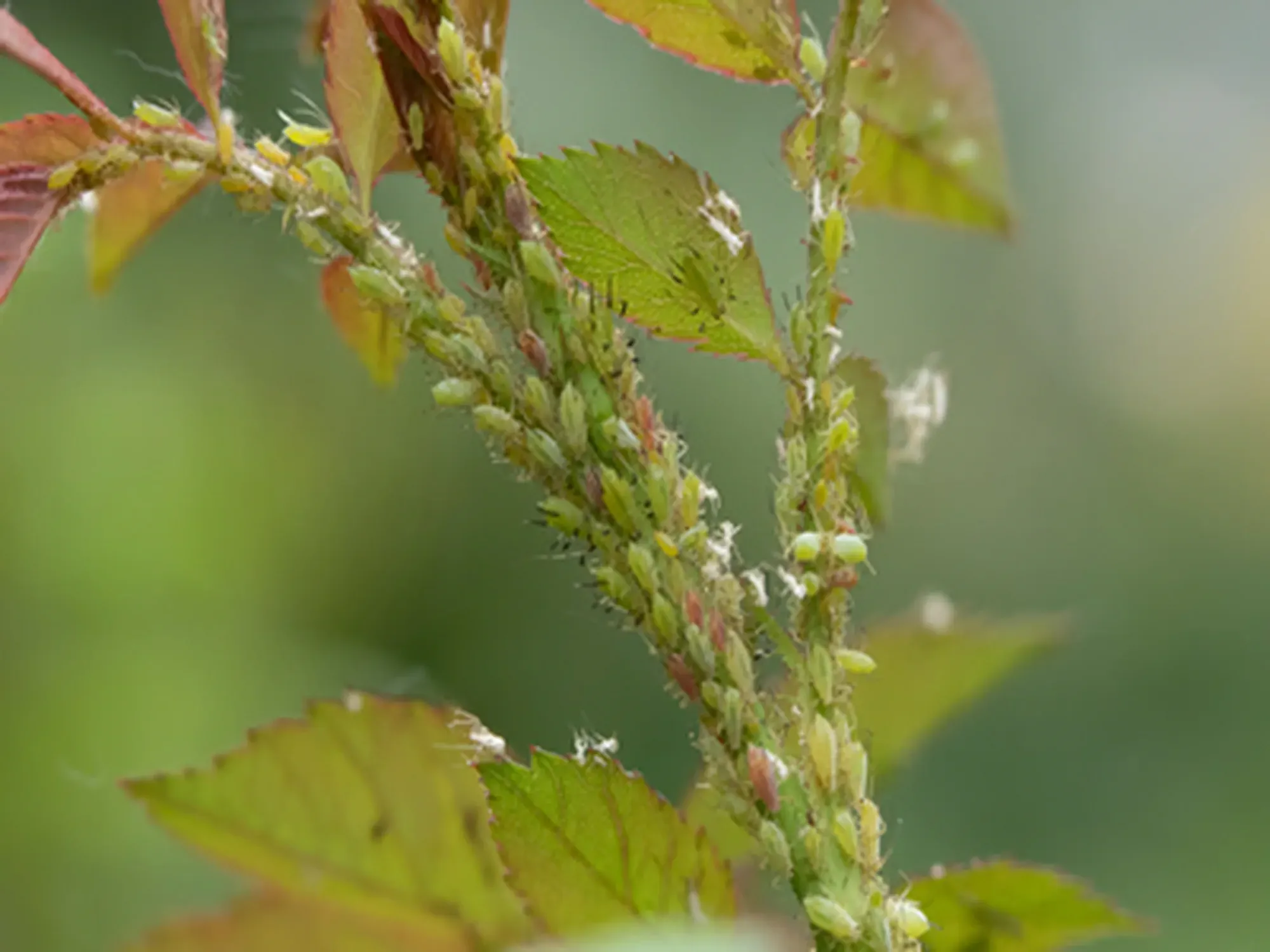 Aphids on rose stems, close-up, selective focus.