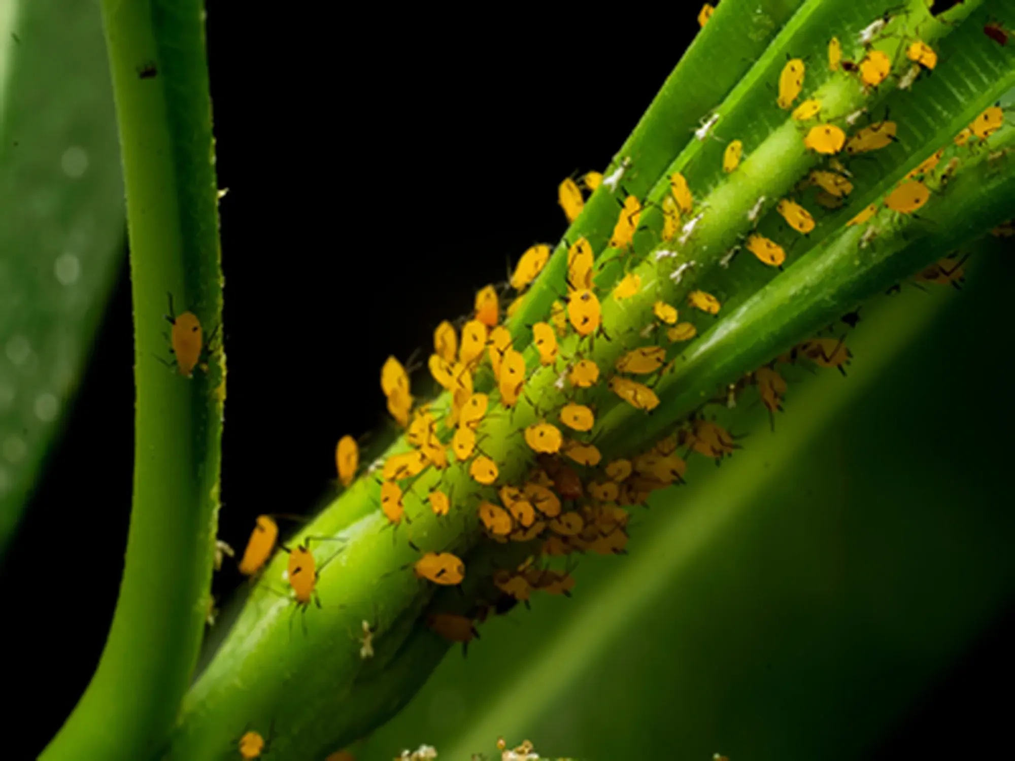 The oleander aphid also known as milkweed aphid on the plant and sucking cell sap. These are bright yellow insects with black legs. Used selective focus.