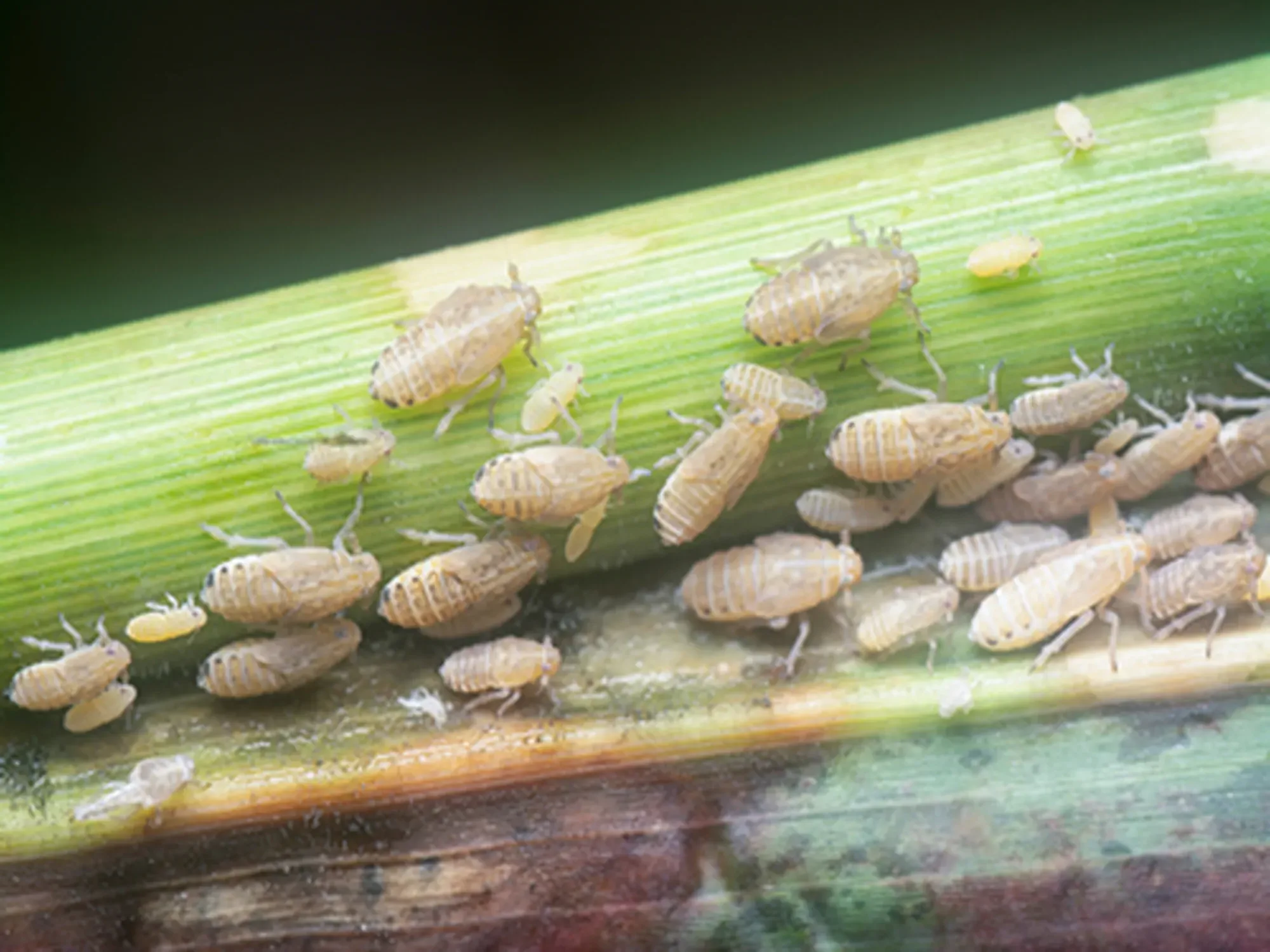 close shot of the mealy cabbage aphid