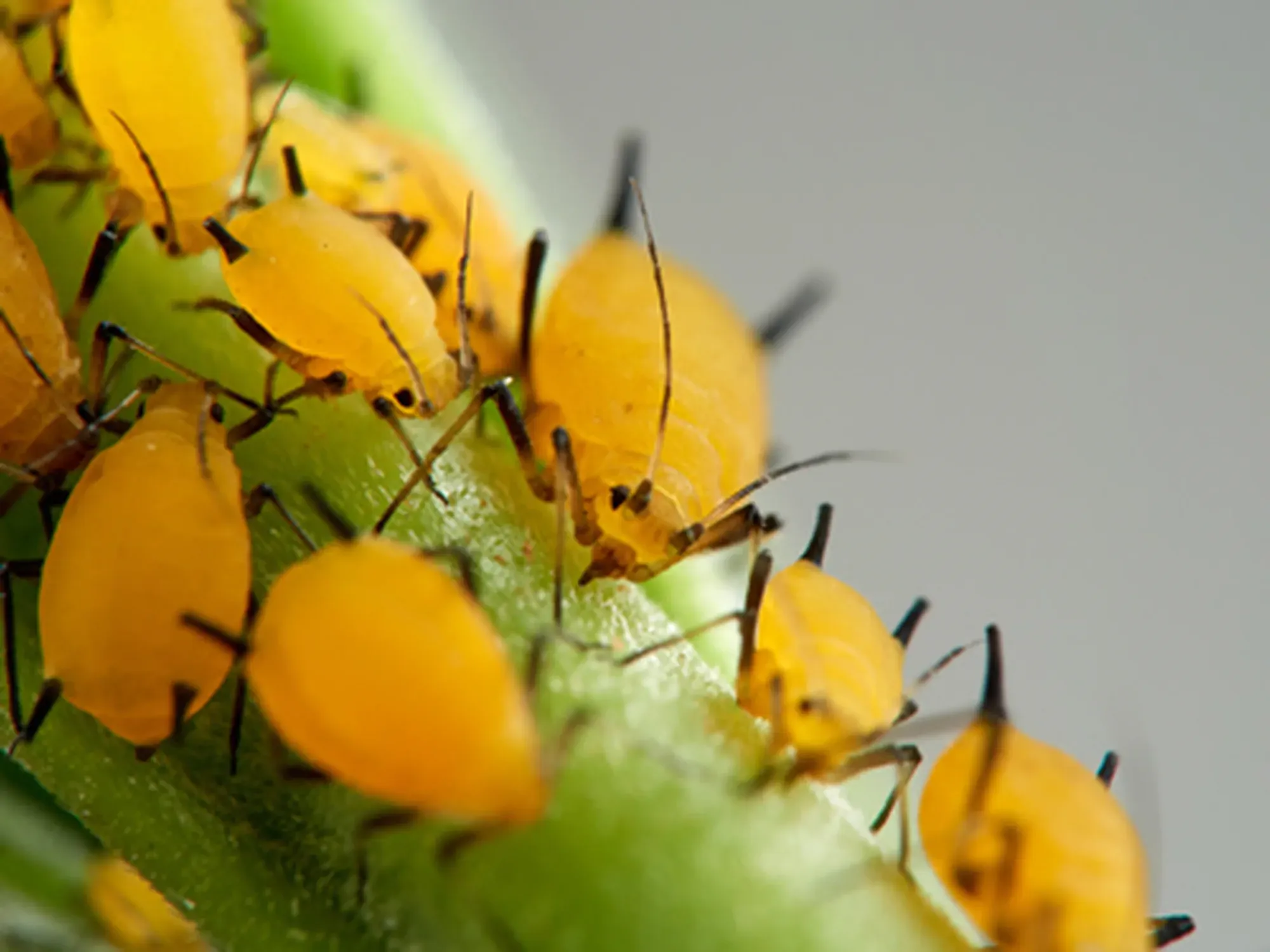 Pulgón amarillo. Oleander aphid or milkweed aphid. Aphis nerii