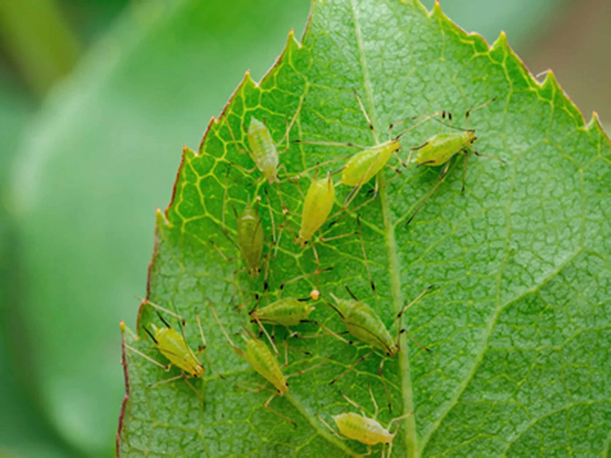 Aphid Colony on Leaf. Greenfly or Green Aphid Garden Parasite Insect Pest Macro on Green Background