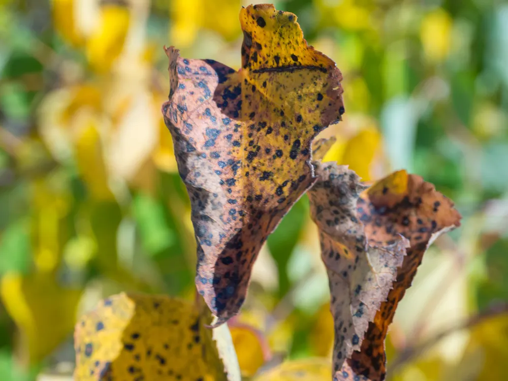 close up infected apple tree leaves, ill leaf of apple scab disease, bacterial scorch. Illness of garden tree, green leaf with brown and dark edges and spots, selective focus