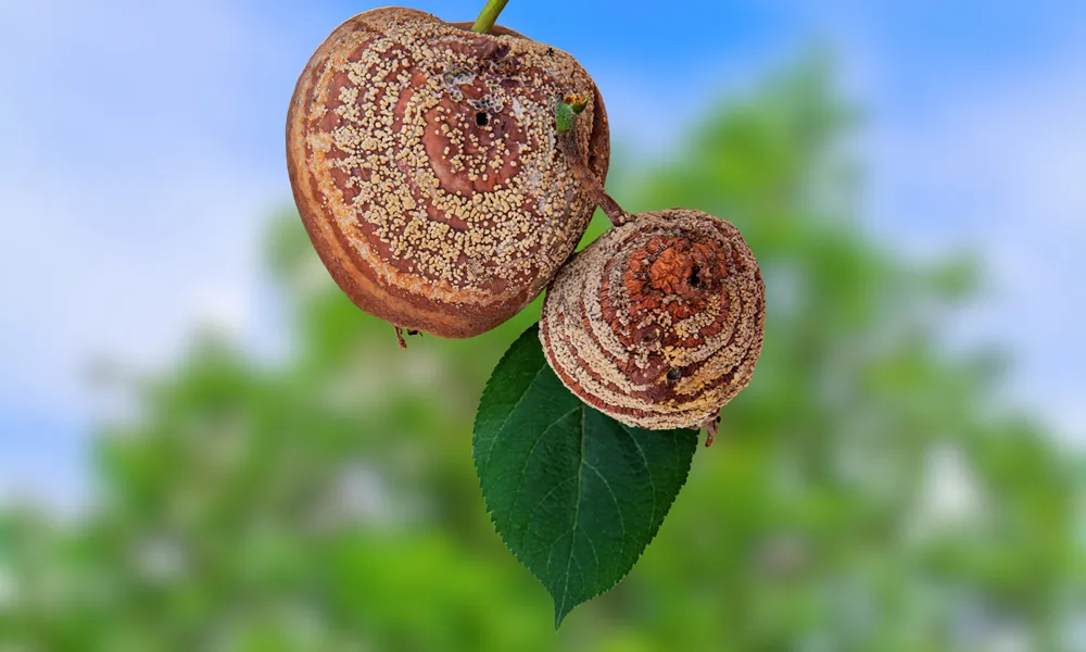 A Stack Of apple scab Diseases and Symptoms with Apple trees