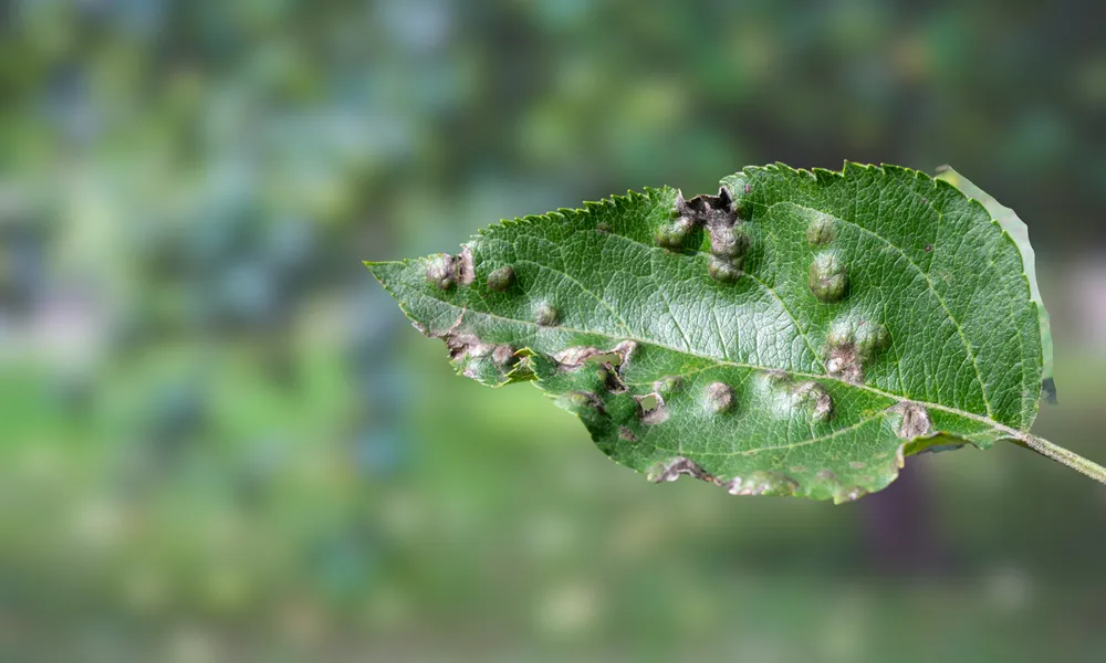 Apple scab. Apple scab is a fungal disease that affects apple trees. It causes dark, scaly lesions on the fruit and leaves, reducing the quality and marketability of the apples.