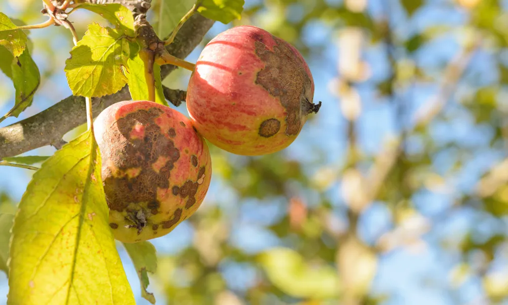 Fruits Infected by the Apple scab Venturia inaequalis. Orchard. Macro.