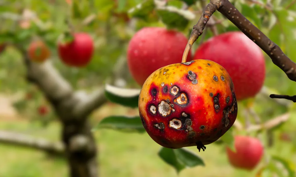 Apple scab.a stack of apples with apple scab disease and Fruits Infected by the Apple scab Venturia inaequalis.fruits Infected by the Apple scab Venturia inaequalis.