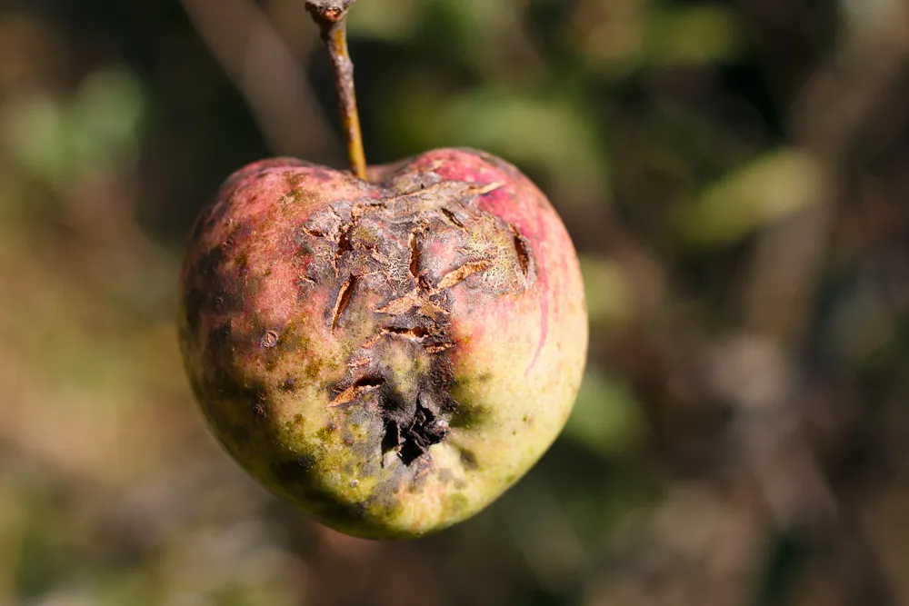 Scab on the Apple