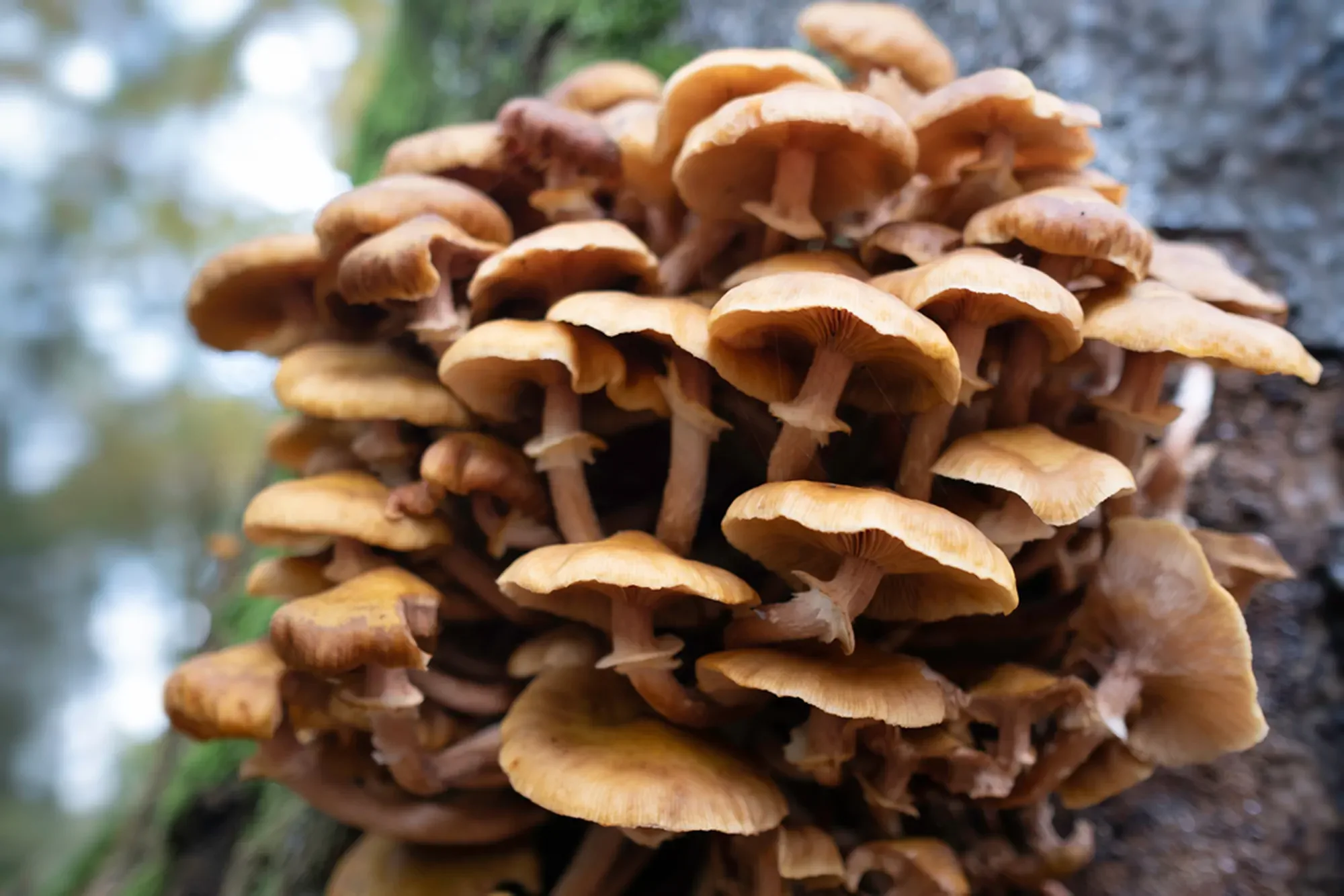 Armillaria mellea or honey fungi that live on trees and woody shrubs. Armillaria can be a destructive forest pathogen, it causes "white rot" root disease