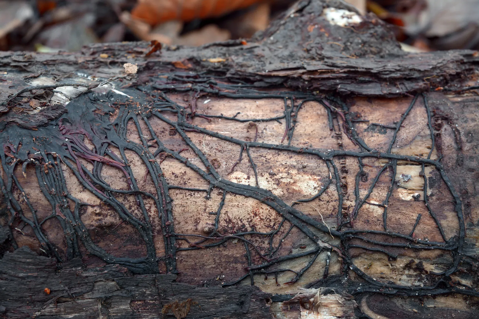 armillaria mushroom root rot network on wood log