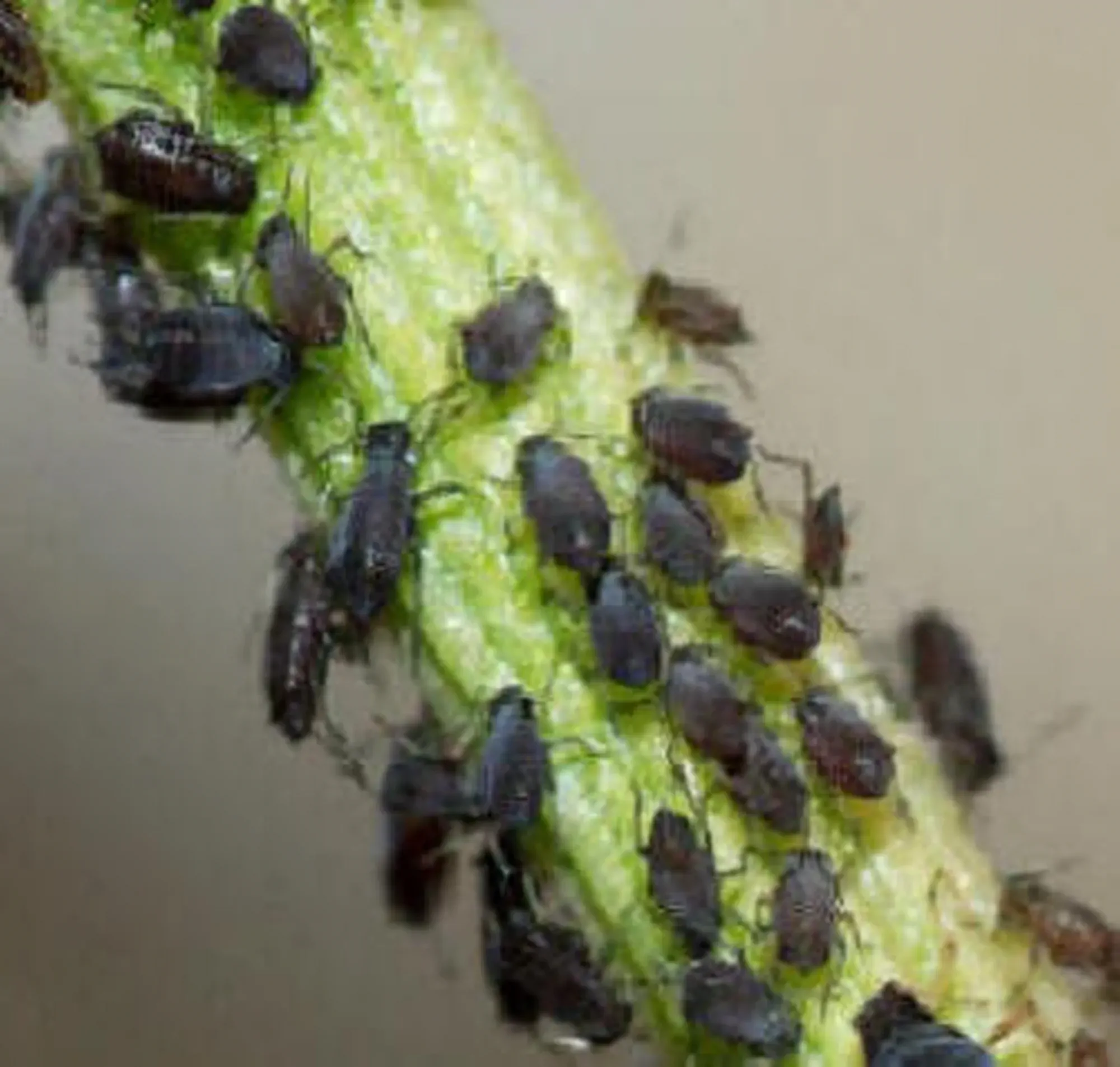 Black Fly Aphids feeding on a stem