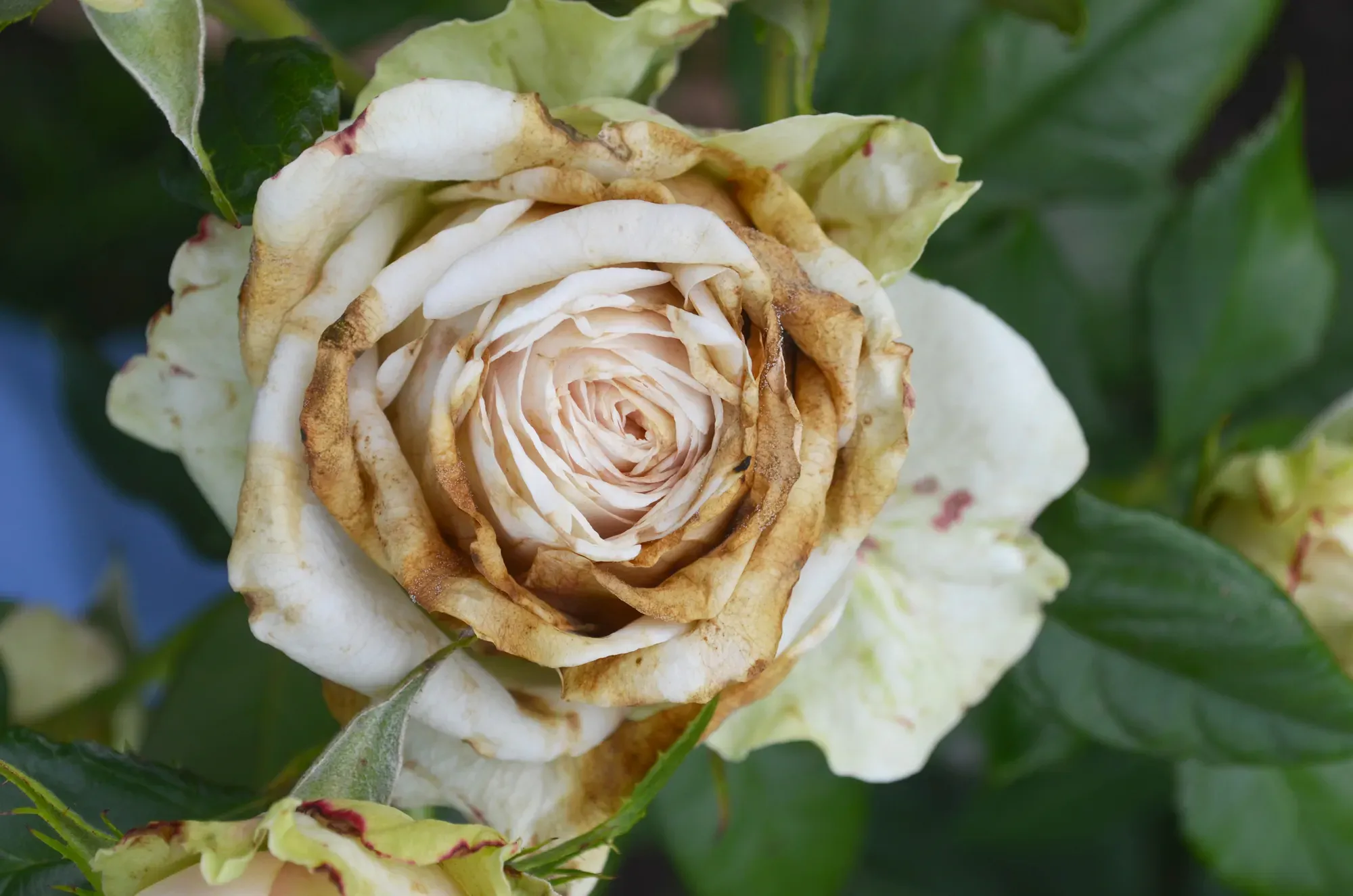 Rose flowers affected by fungal infection - botrytis cinereal (gray rot). Petals are covered brown spots
