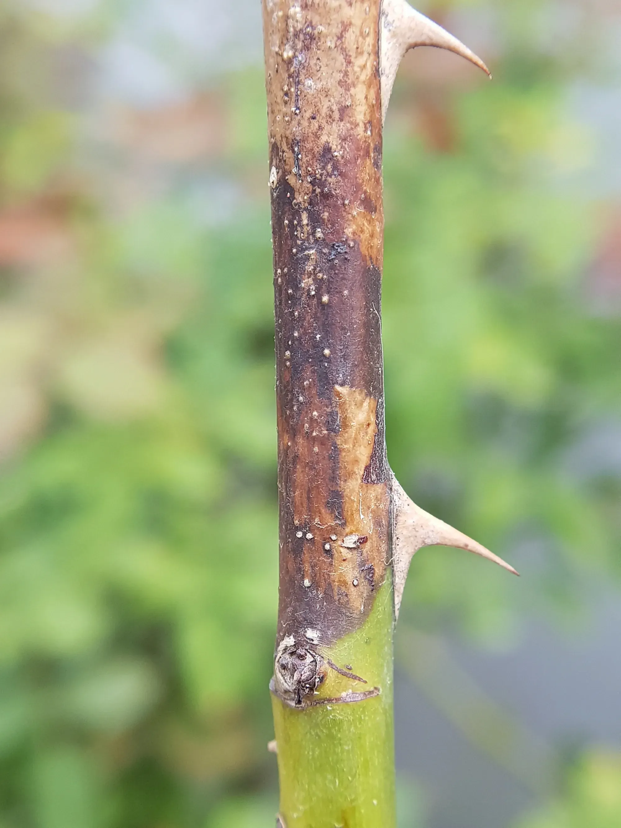 Botryodiplodia Blight disease injured on rose branch in Viet Nam.