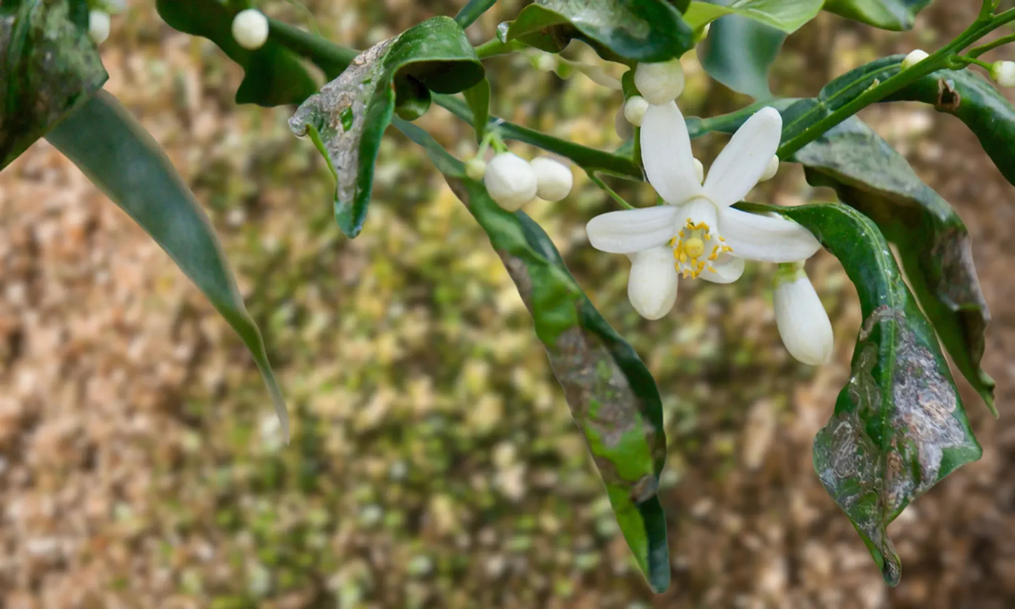 flower botrytis blight,Hortensia leaves show tan spots, red-brown halos from cercospora. Prevent moisture with proper watering. Apply fungocode for protection.