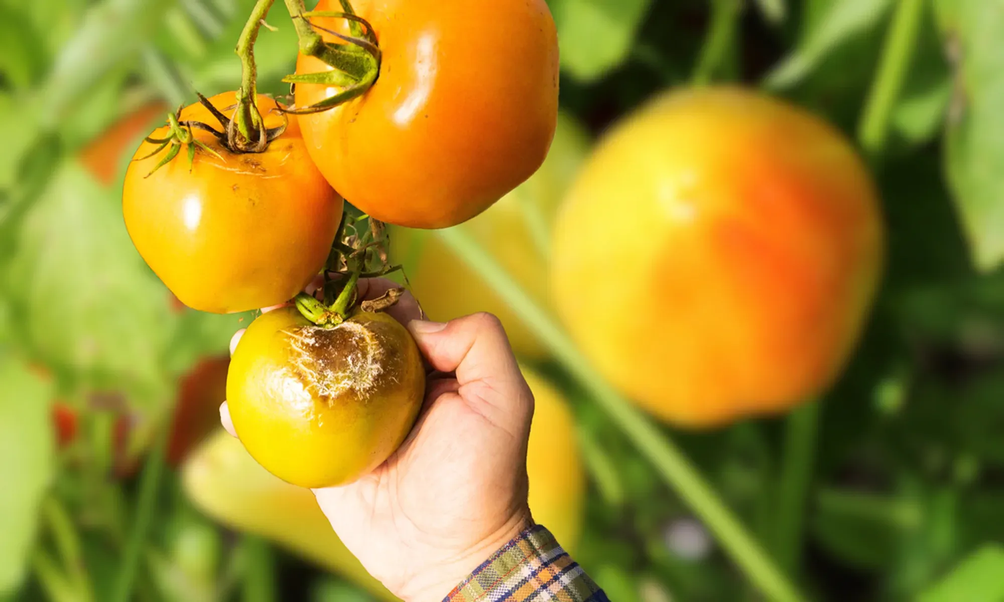 Vegetable Botrytis Blight, tomato affected by Botrytis blight show rotten fruit on plants, leading to crop loss. Capsicum susceptible too.
