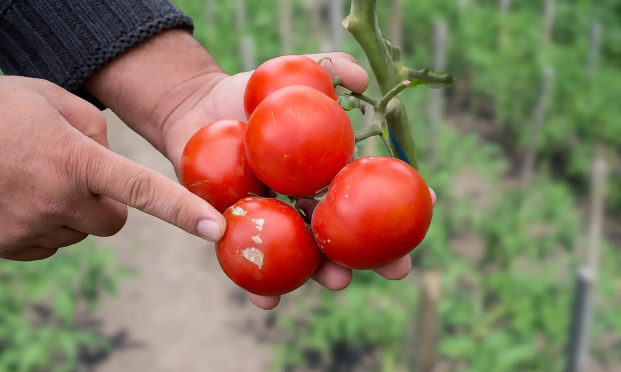 Vegetable Botrytis Blight,potato affected by Botrytis blight show rotten fruit on plants, leading to crop loss. Capsicum susceptible too.