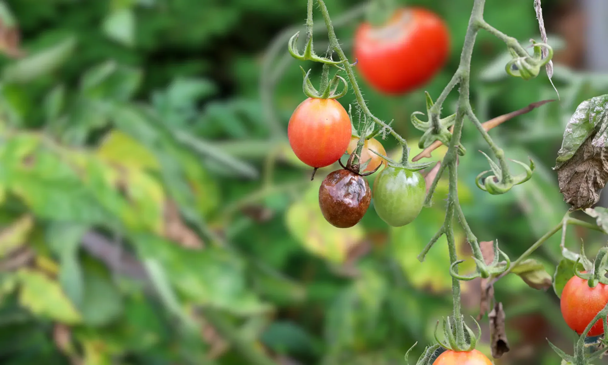 Vegetable Botrytis Blight, tomato affected by Botrytis blight show rotten fruit on plants, leading to crop loss. Capsicum susceptible too.
