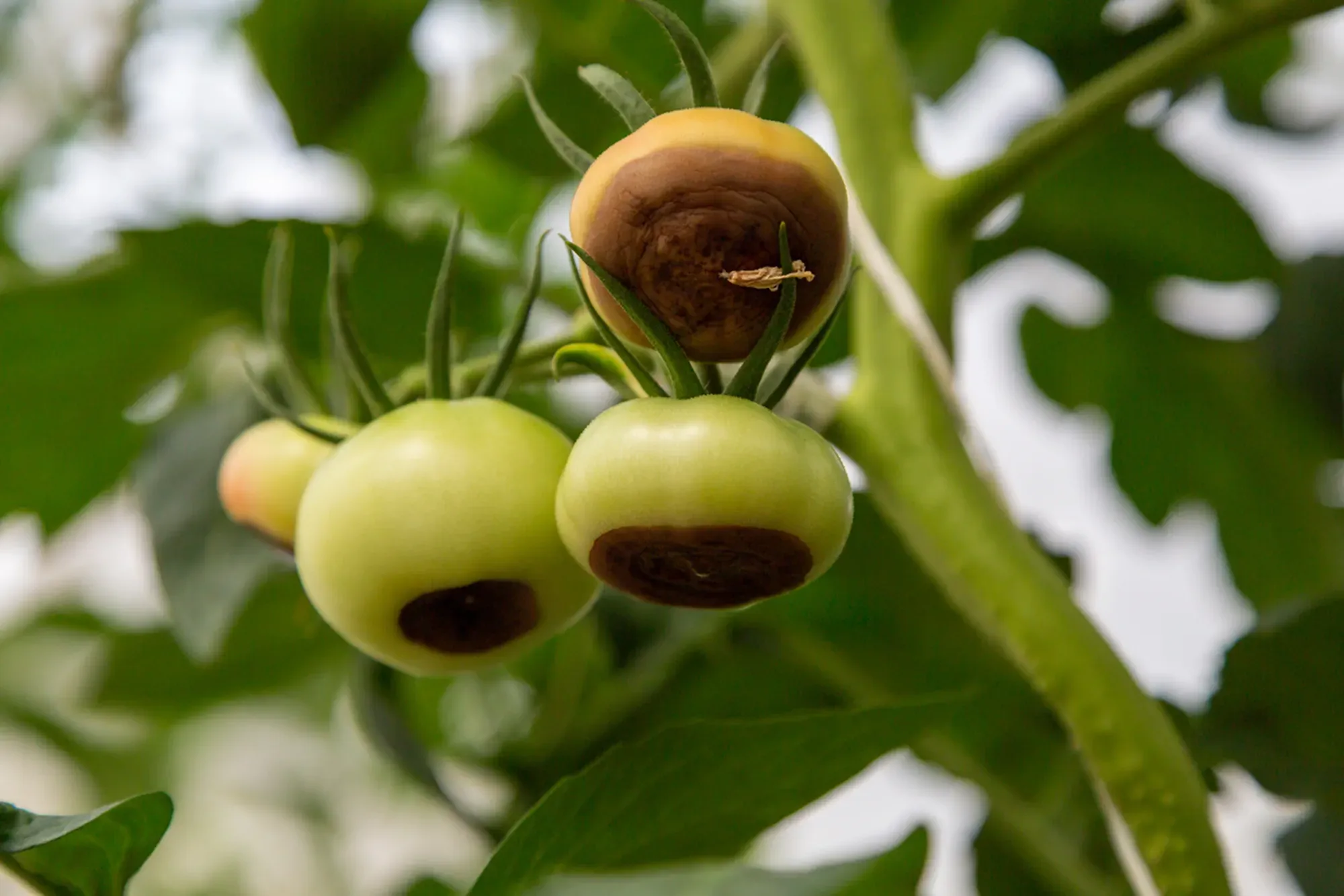 Still green, unripe, young tomato fruits affected by blossom end rot. This physiological disorder in tomato, caused by calcium deficiency, looks like watering and rotting spot forming under the fruit.