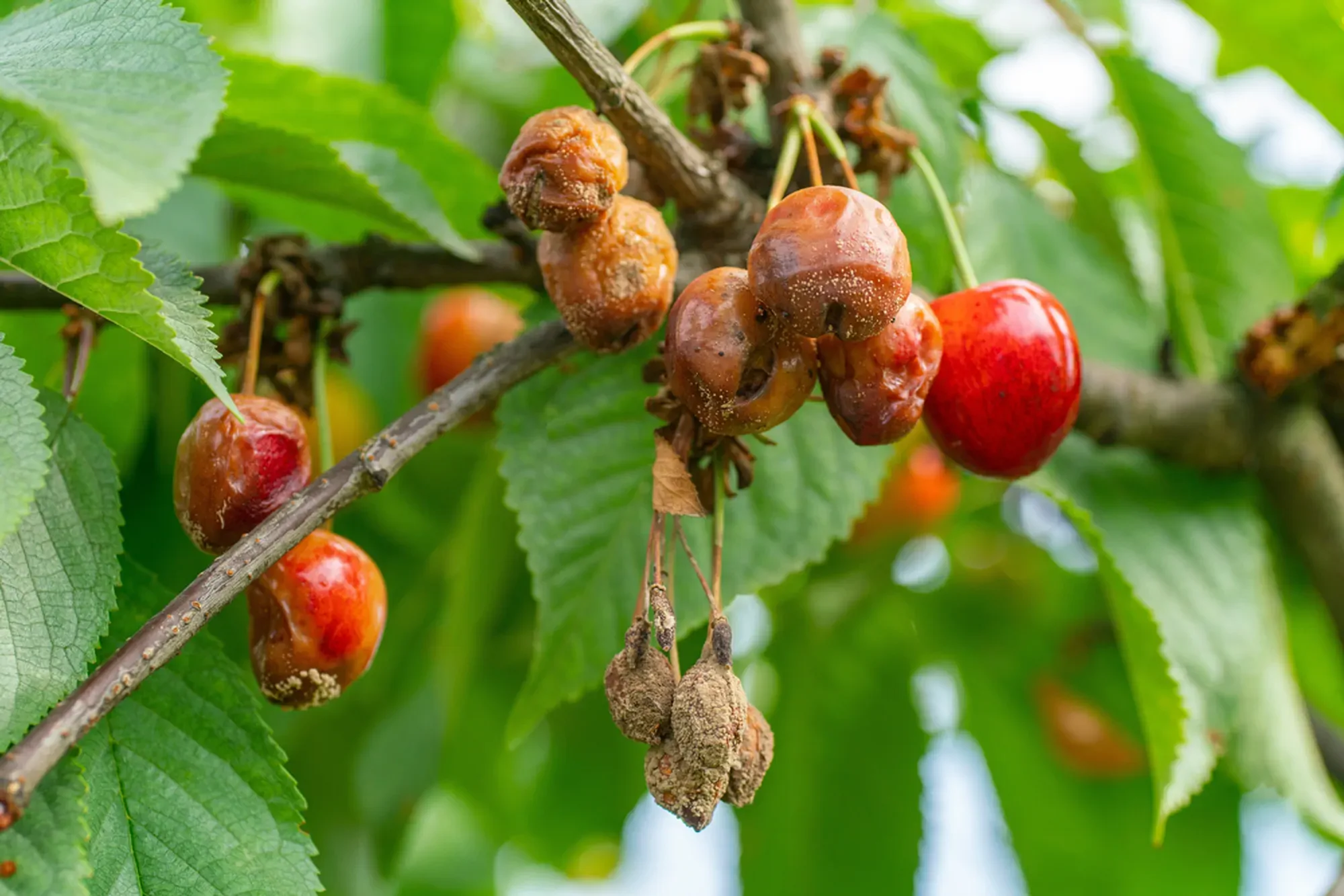 Brown rot also called downy mildew or late blight caused by the fungus Phytophthora infestans on tomato in a home garden.