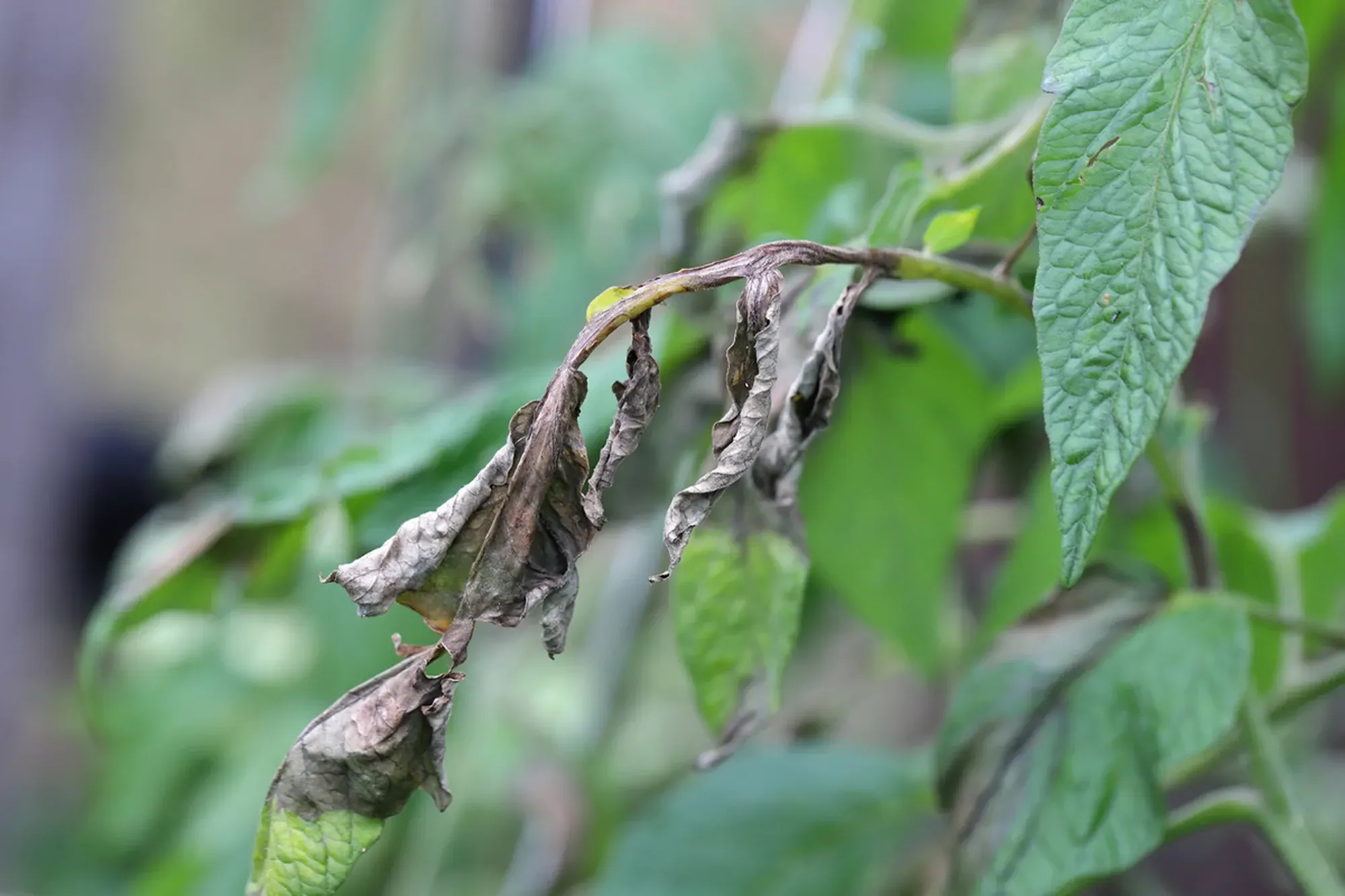 Brown rot also called downy mildew or late blight caused by the fungus Phytophthora infestans on tomato in a home garden.