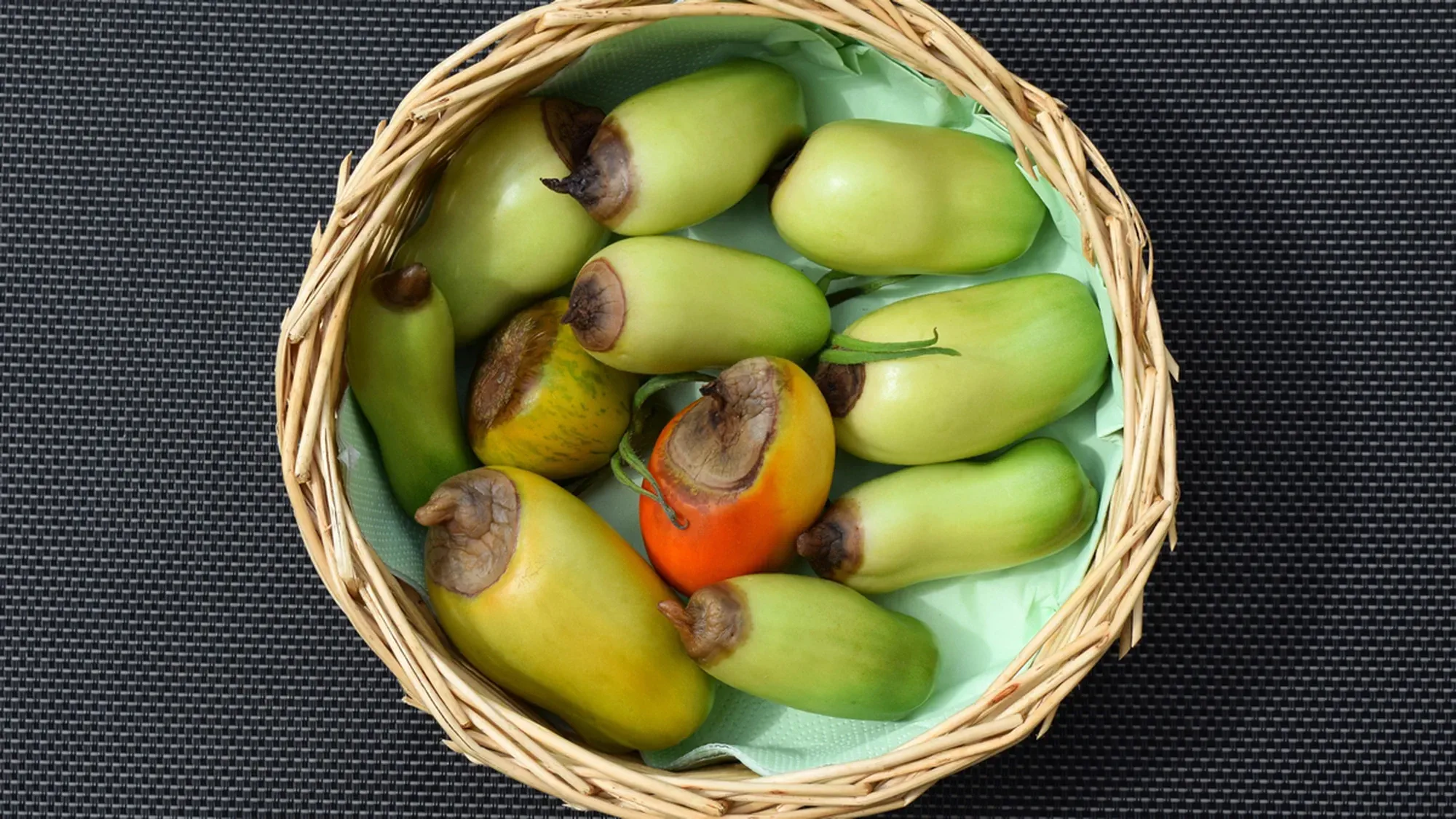 Still green, unripe, young tomato fruits affected by blossom end rot. This physiological disorder in tomato, caused by calcium deficiency, looks like watering and rotting spot forming under the fruit.