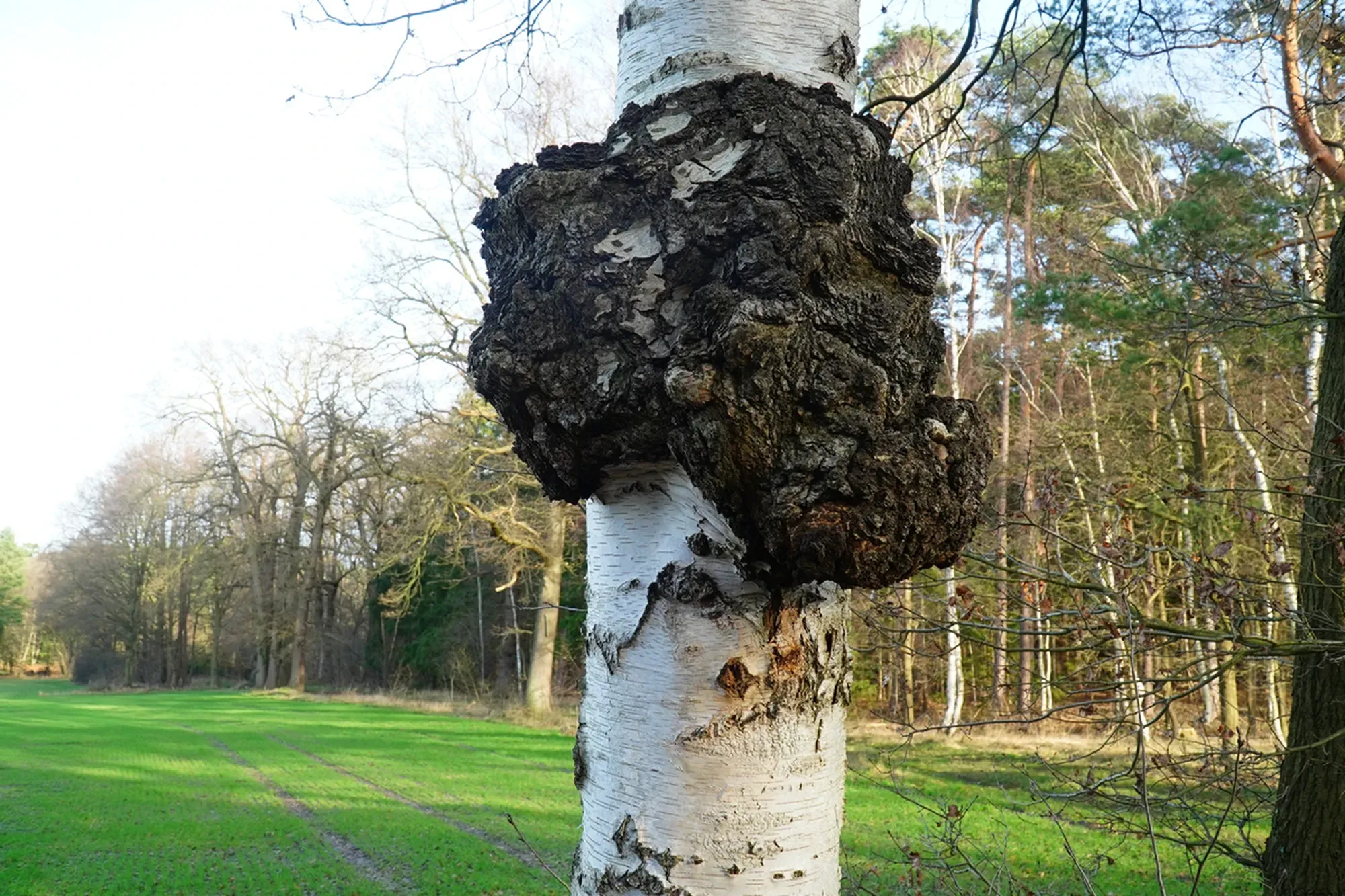 A form of the plant disease Canker on the trunk of a white birch tree (Betula, Betulaceae). This proliferation on the main stem has grown over several years. Garbsen, Germany.