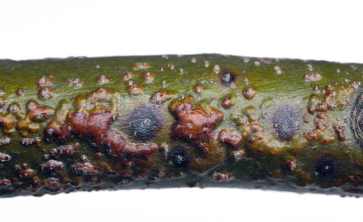 A branch of a linden (Tilia) tree with symptoms of disease - Canker, cancer. Golden Chain (Laburnum) Fusarium Canker. Caused by a complex of fungi from the genera Fusarium, Phoma and Phomopsis.