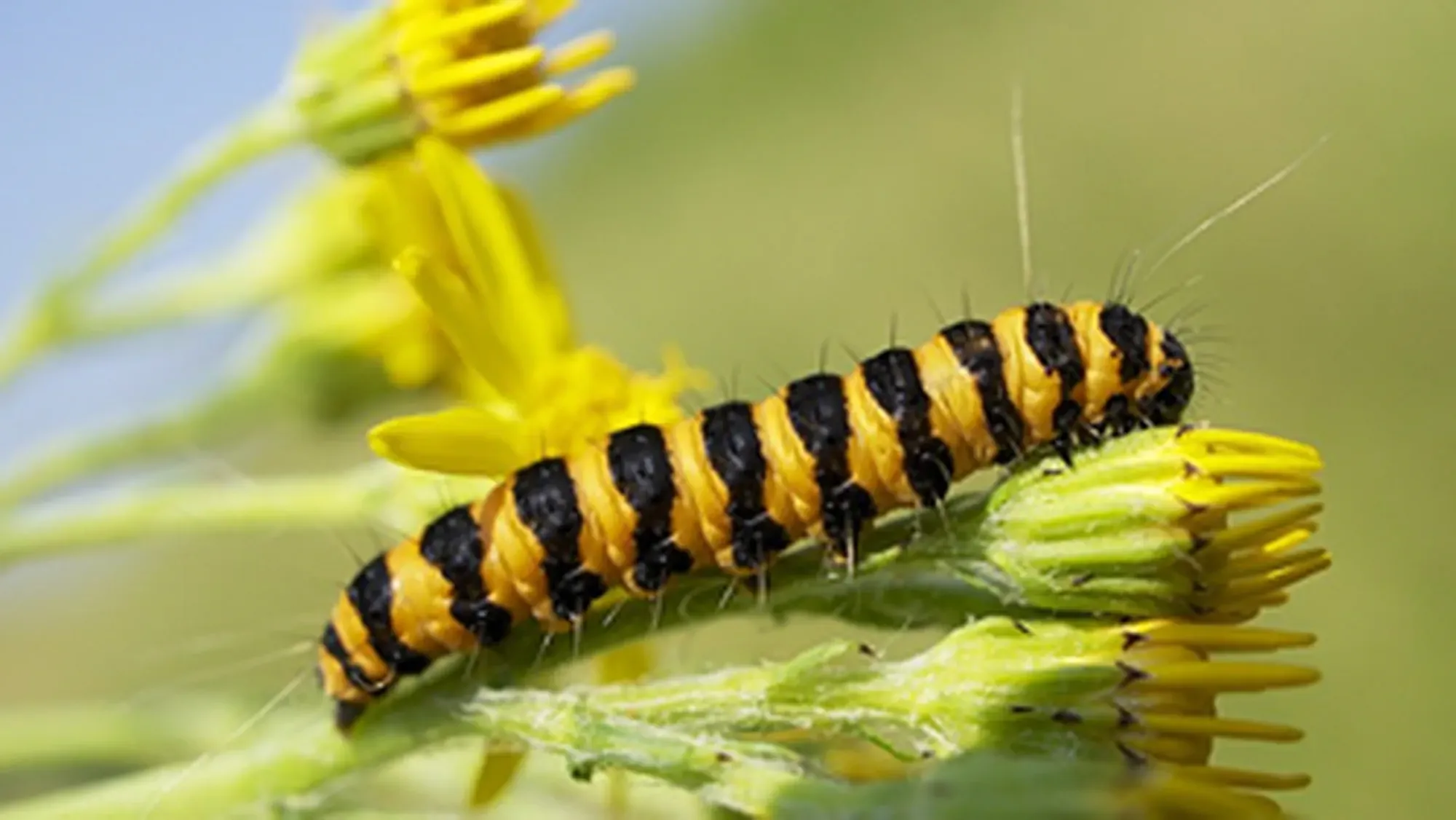 Cinnabar Moth caterpillar