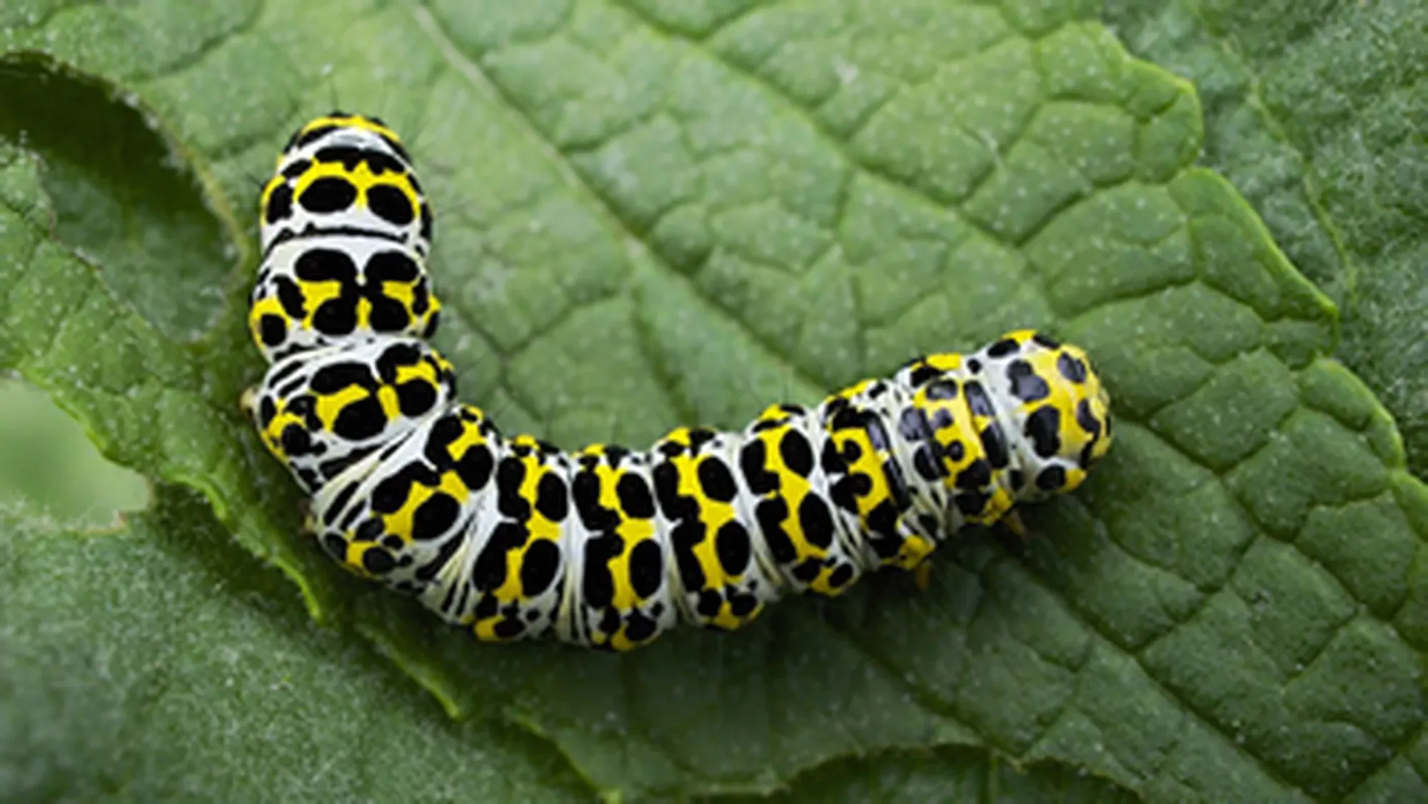 Mullein moth caterpillar