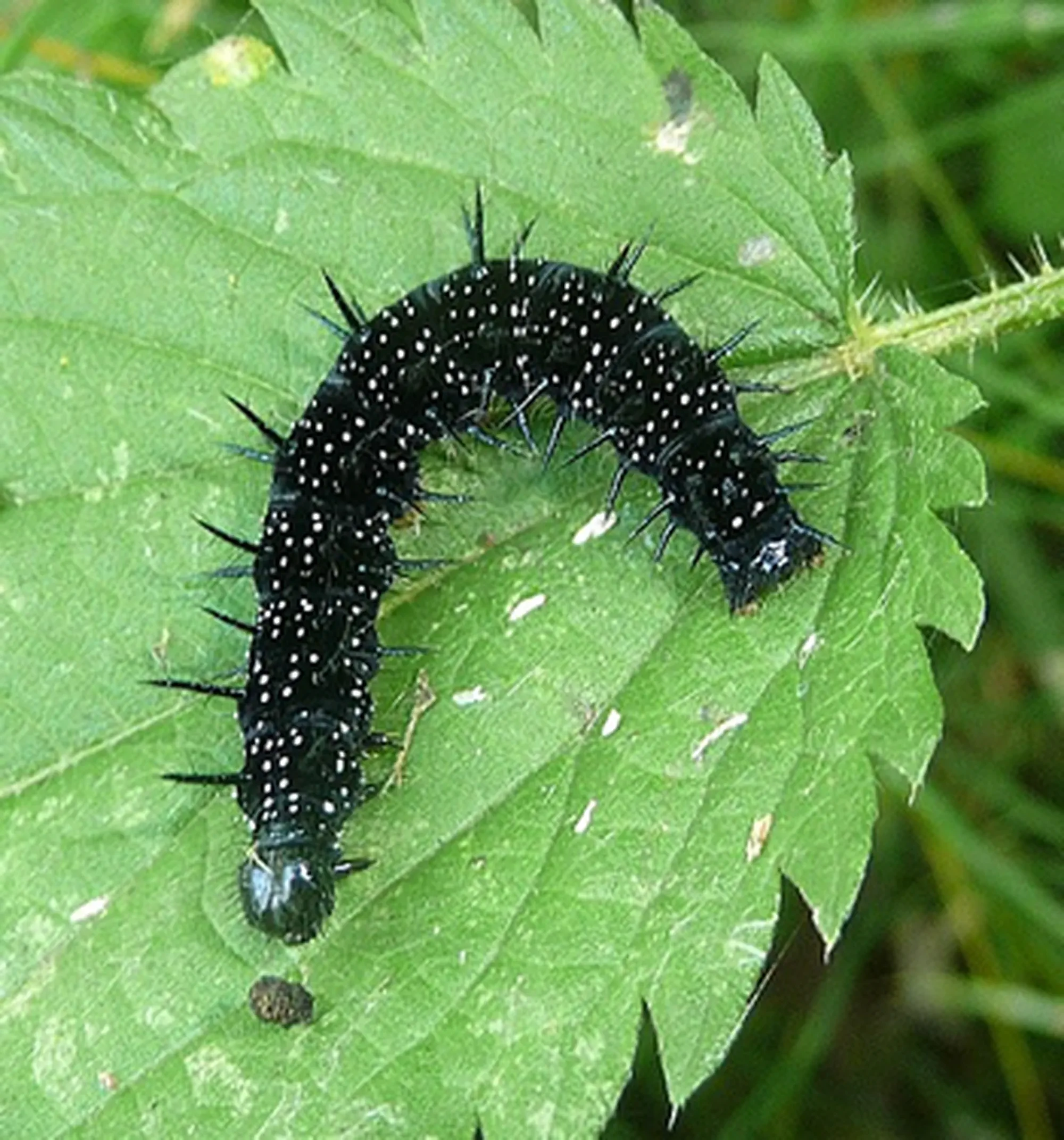 Peacock Butterfly Caterpillar