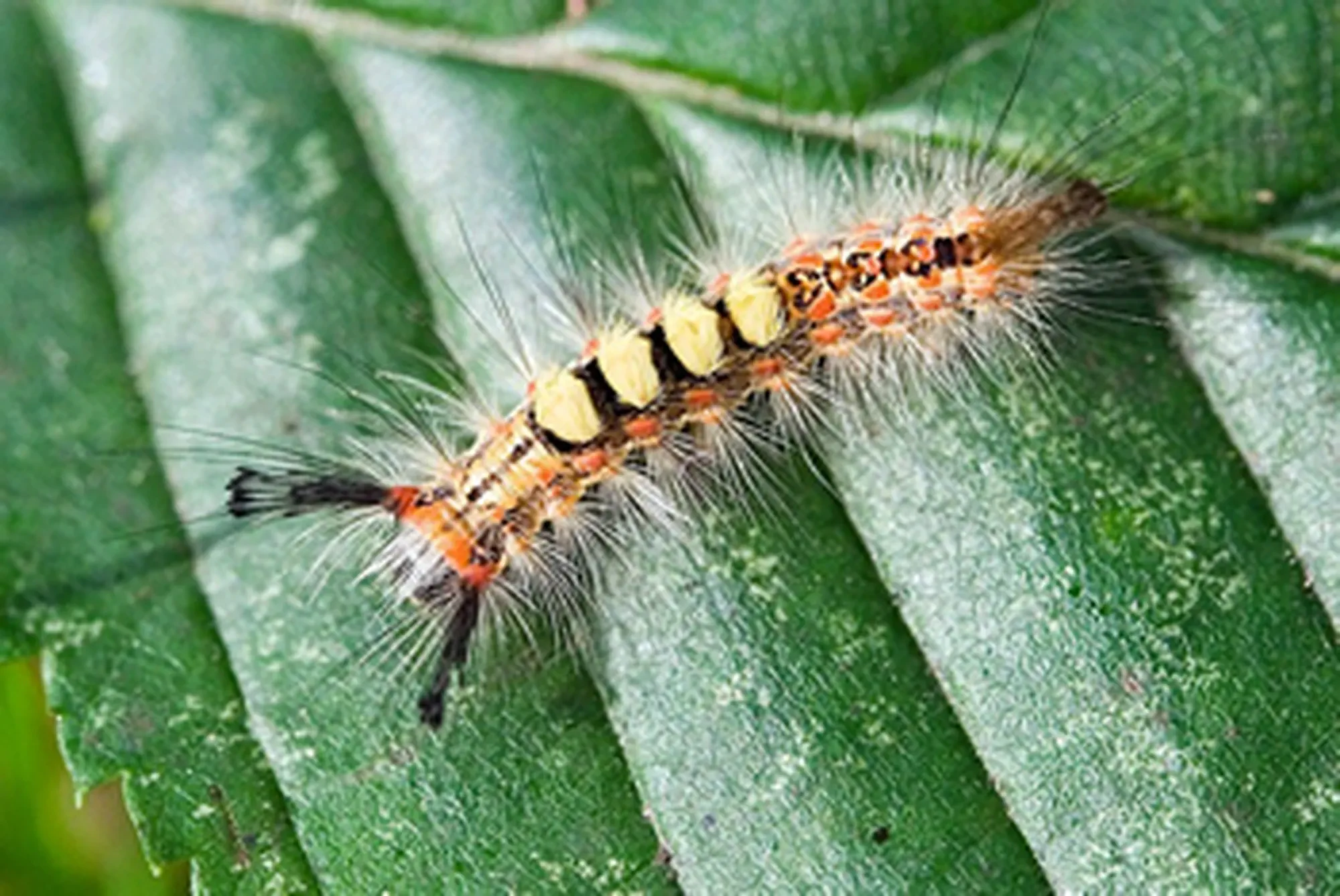 Tussock moth caterpillar