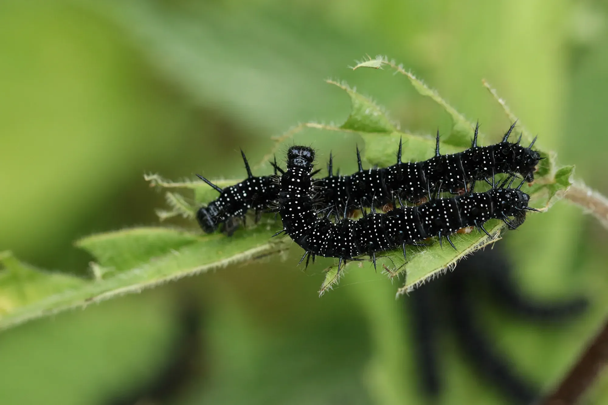 Two Peacock Butterfly Catterpillar, Aglais io, feeding on stinging nettle plants.