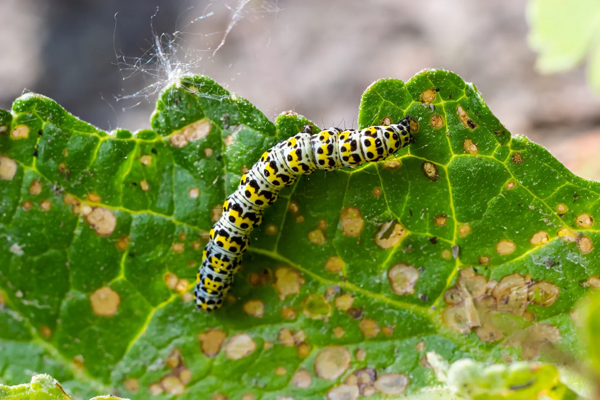 Mullein Cucullia verbasci Caterpillars feeding on garden flower leaves .