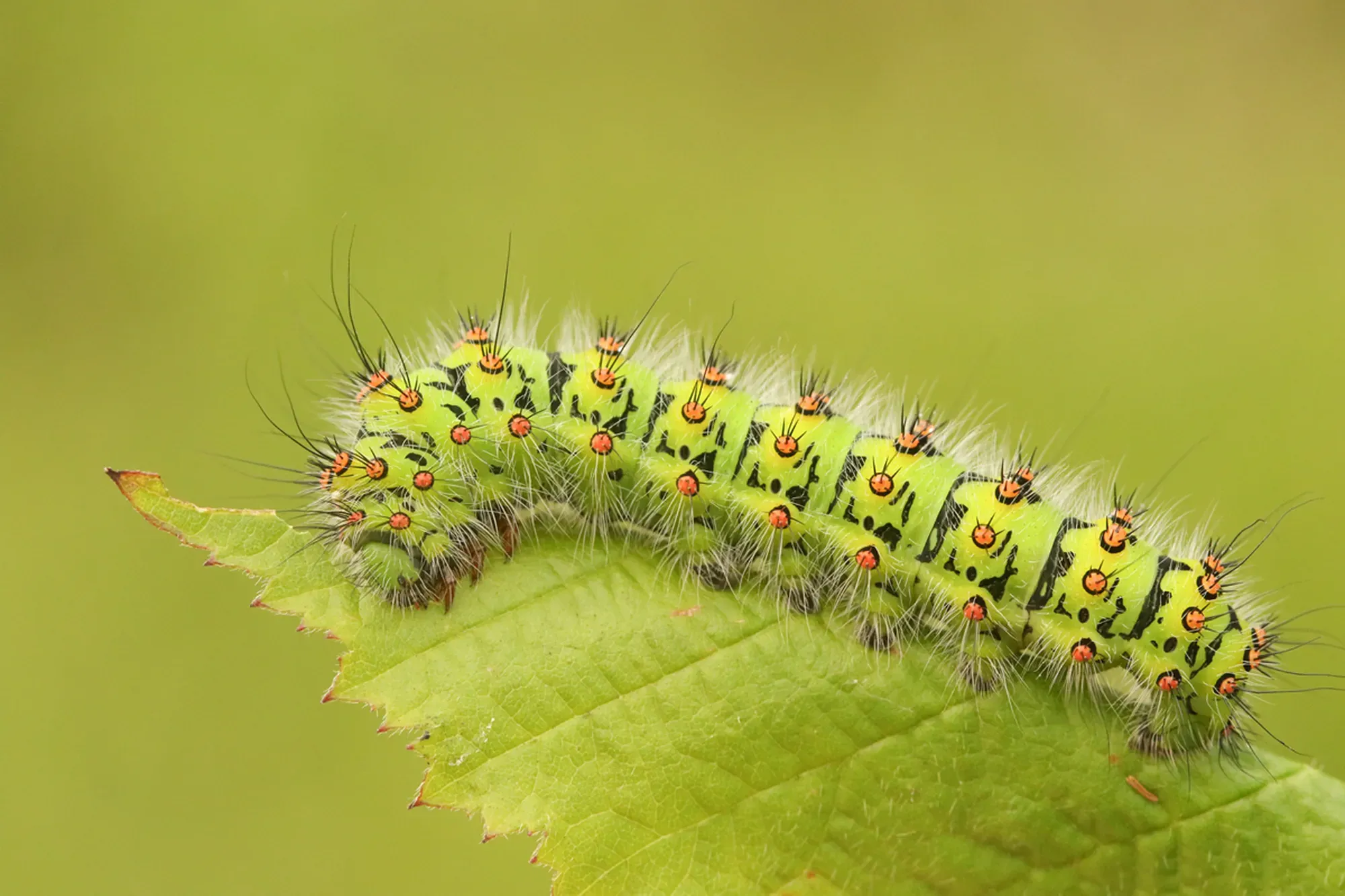 An Emperor moth Caterpillar (Saturnia pavonia) feeding on a bramble leaf.