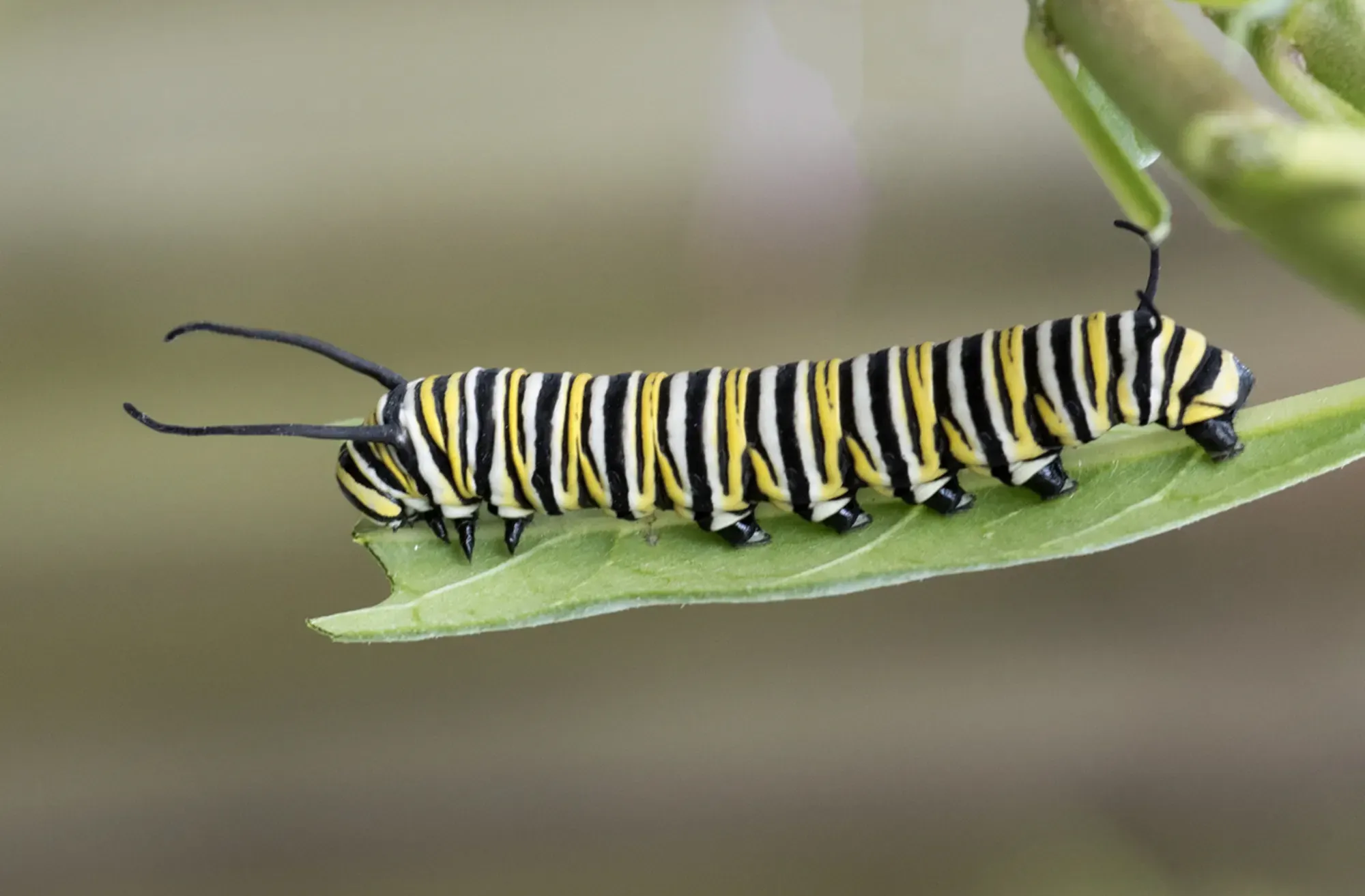 Monarch butterfly caterpillar with black, yellow, and white stripes is nibbling on a green milkweed leaf against a blurred brown background.