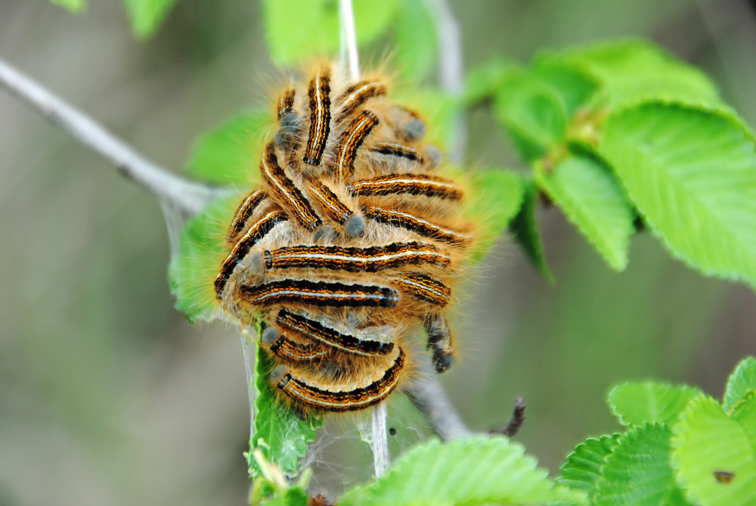 Gypsy-Moth-Caterpillars 