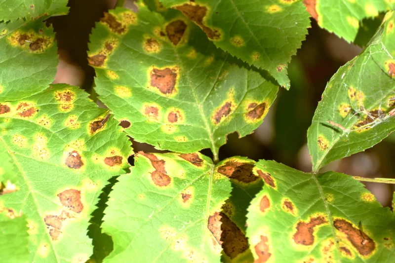leaf spot disease