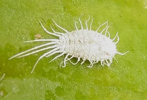 Mealybug