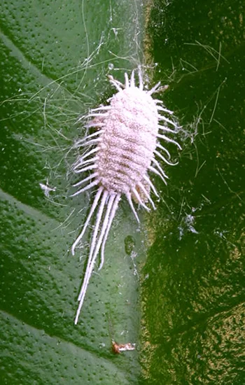 Mealybug