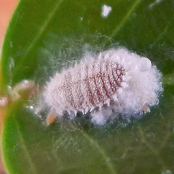 Mealybug