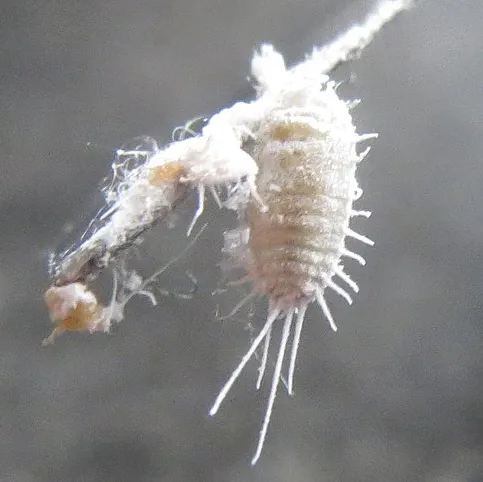Mealybug