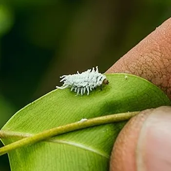 Mealybug