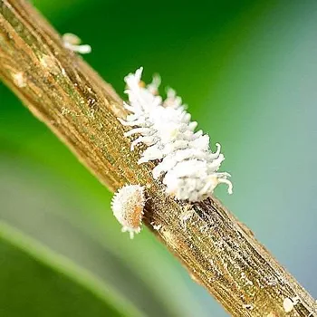 Mealybug