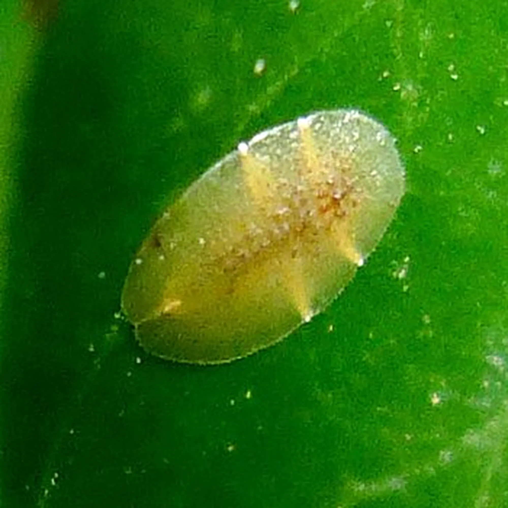 A Scale Insect