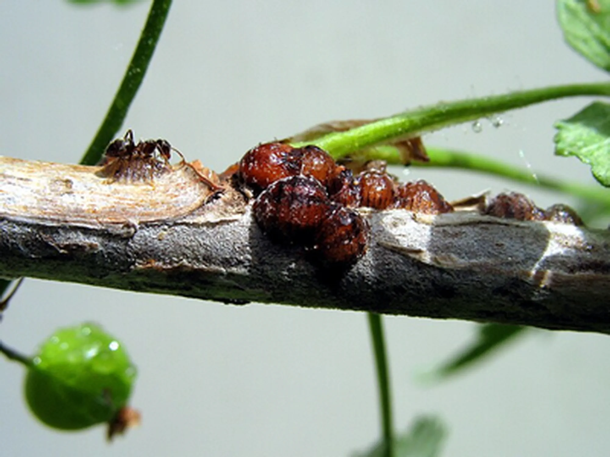 Scale Insects on red currant