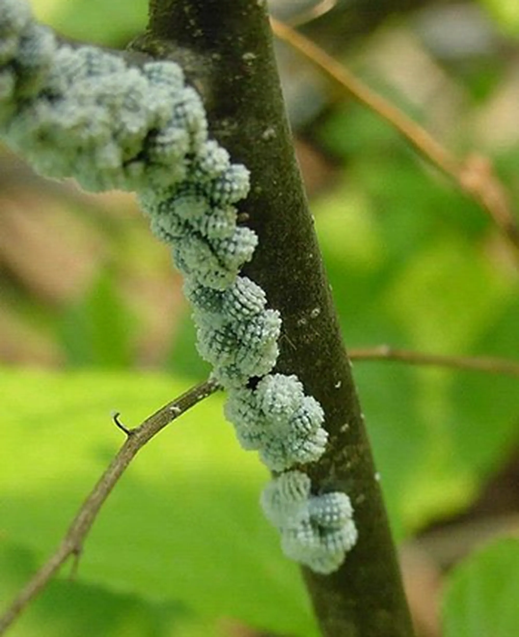 Scale Insects on a Beech Tree