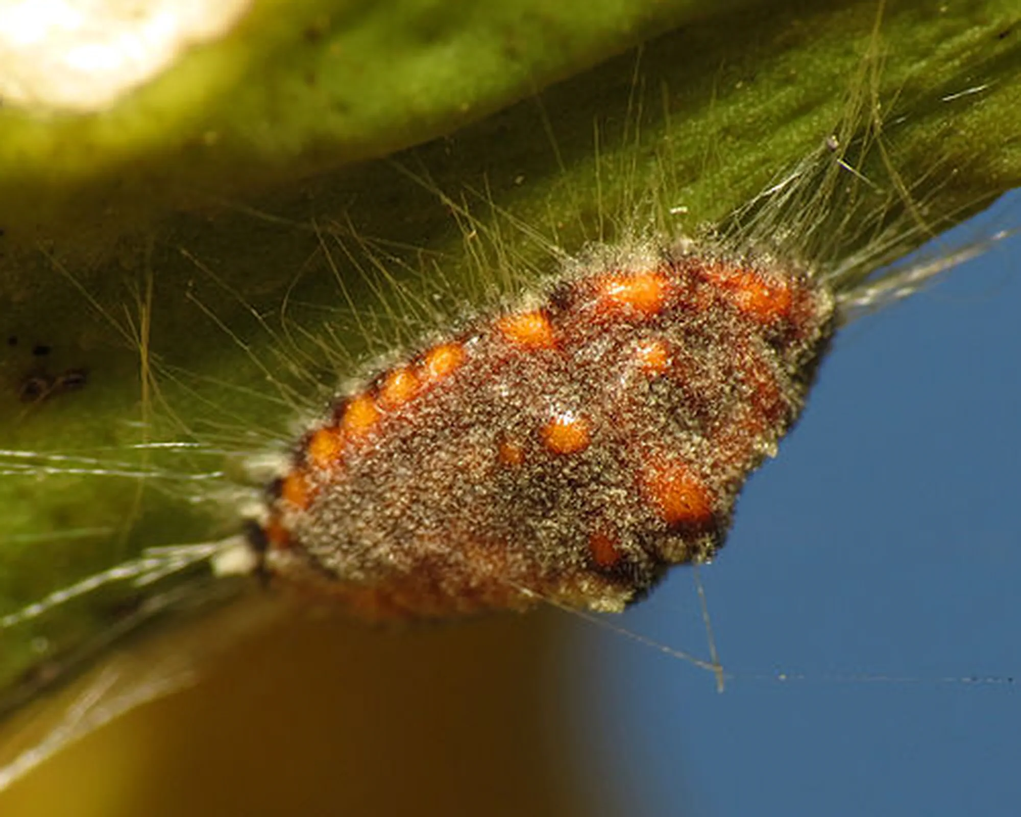 A Giant Scale Insect